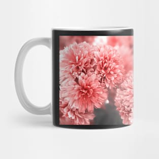 Charming rose color Chrysantemums blossom photography Mug